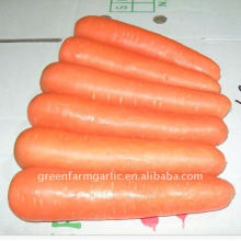healthy high quality new fresh carrot in low price
